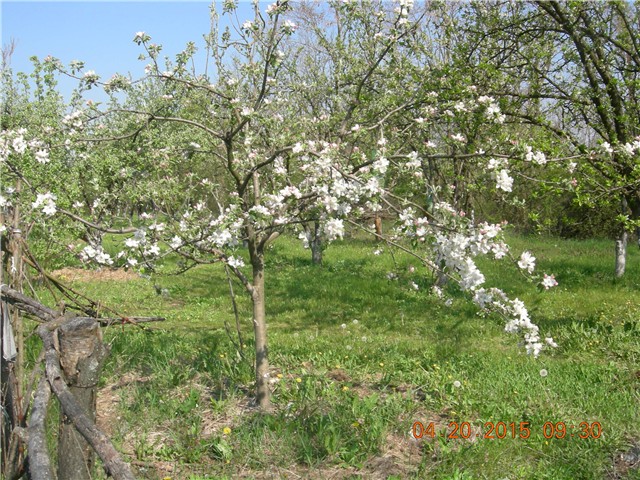 arčilend